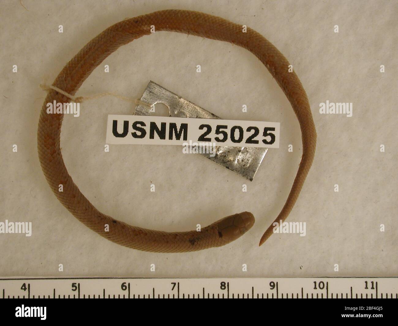 Geophis bicolor. 6 Aug 20141 Stock Photo Alamy