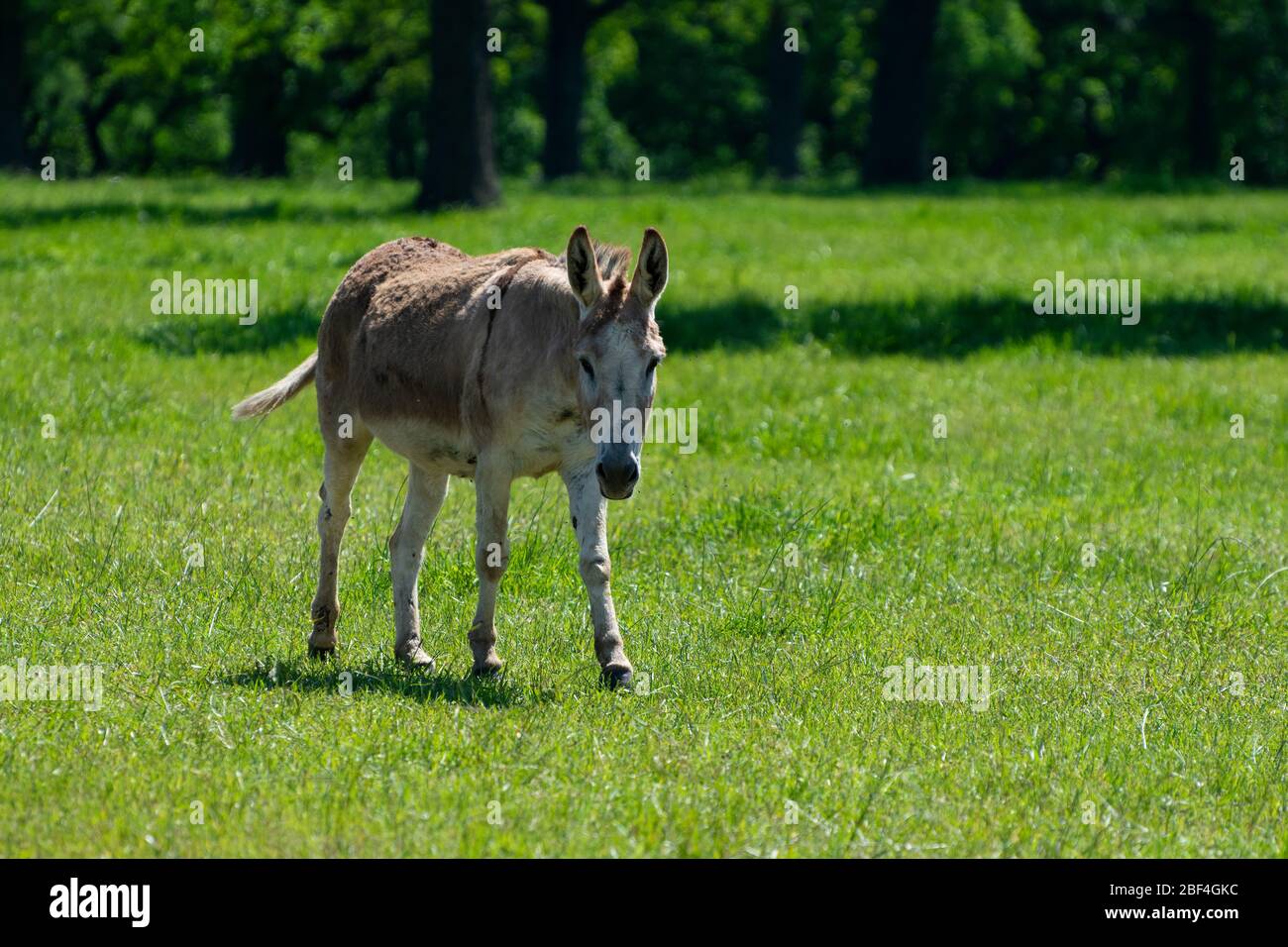 Long ears hi-res stock photography and images - Alamy