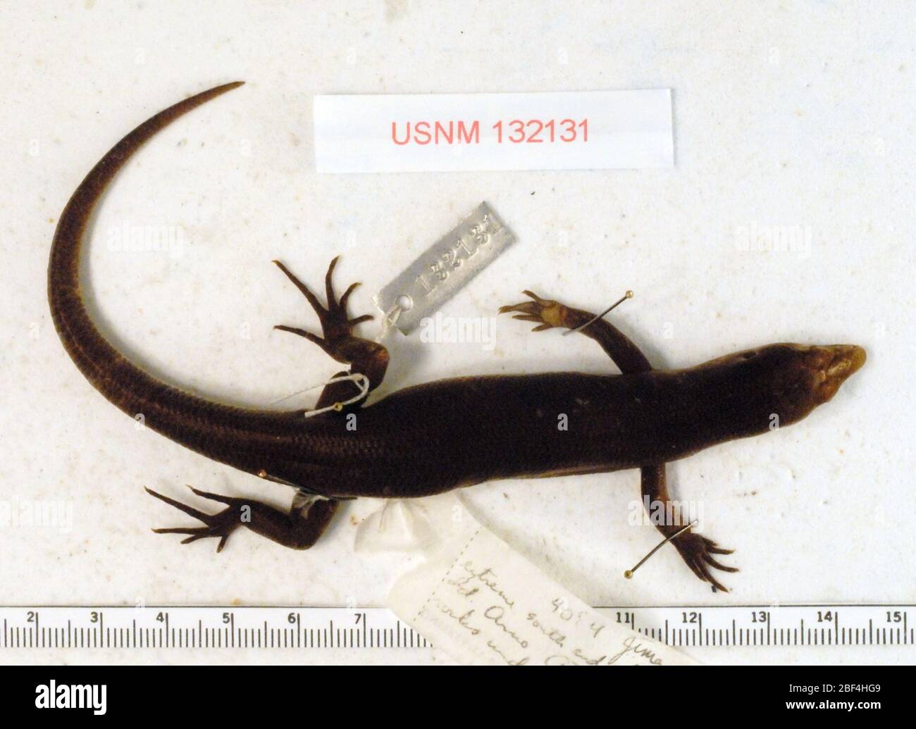 Emoia arnoensis hires stock photography and images Alamy