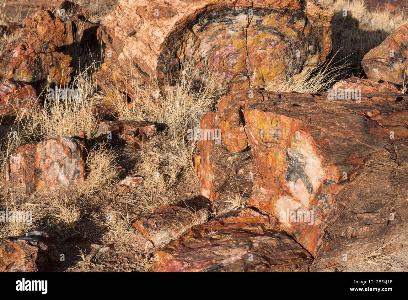 Petrified tress in Petrified Forest National Park. Stock Photo