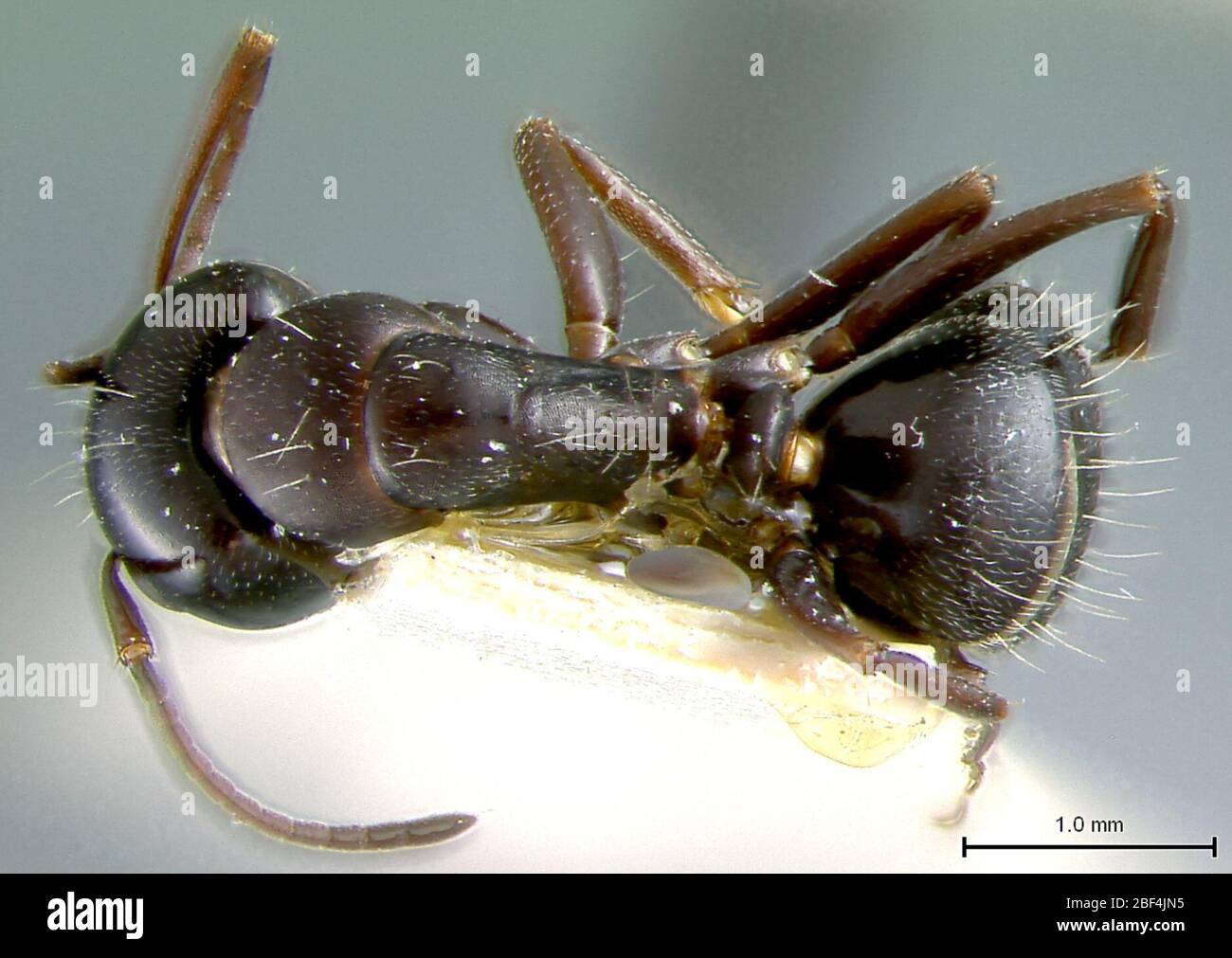 Camponotus anthrax. 28 Dec 20163 Stock Photo
