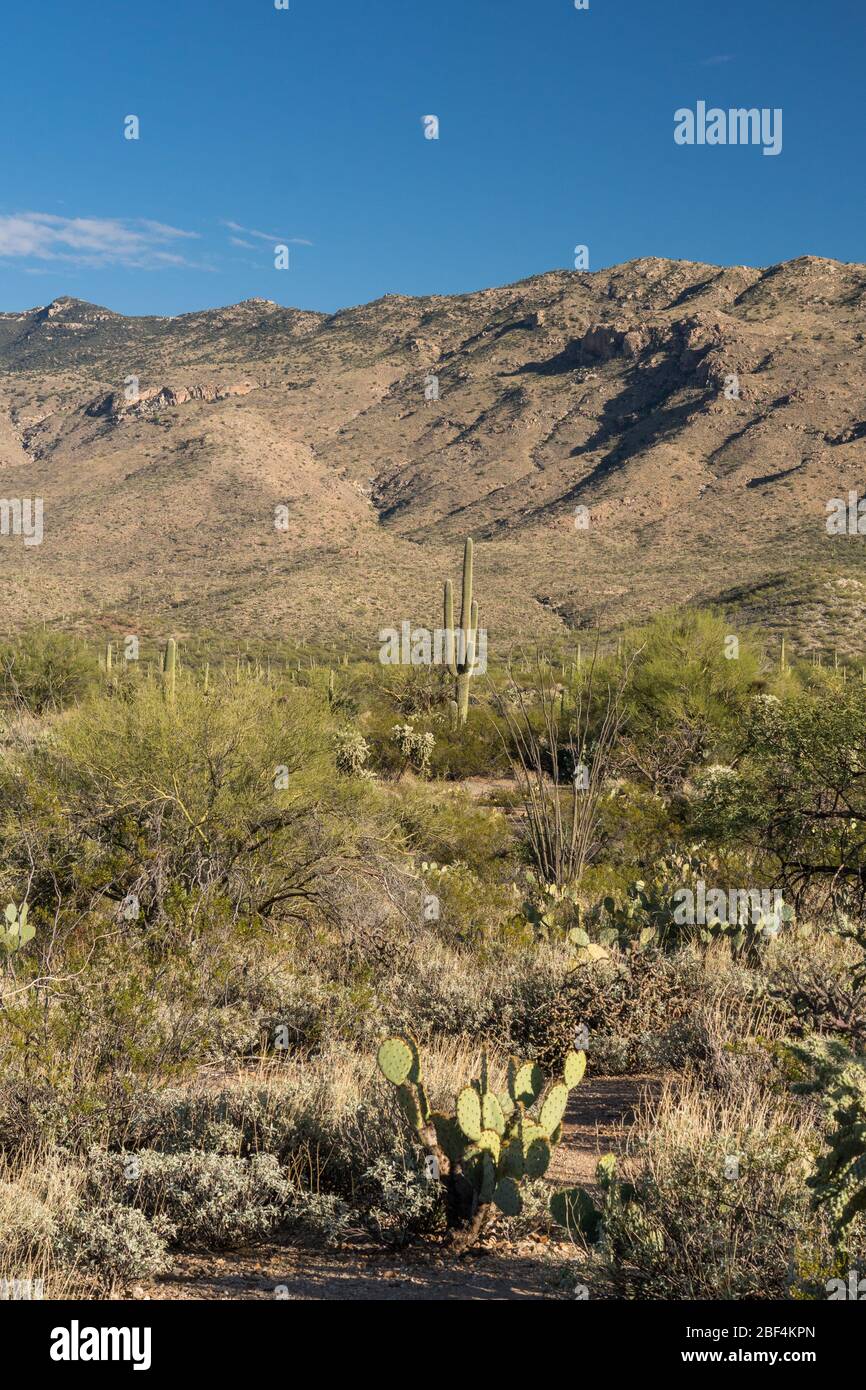 Cactuses in the Eastern Unit of Saguaro National Park Stock Photo