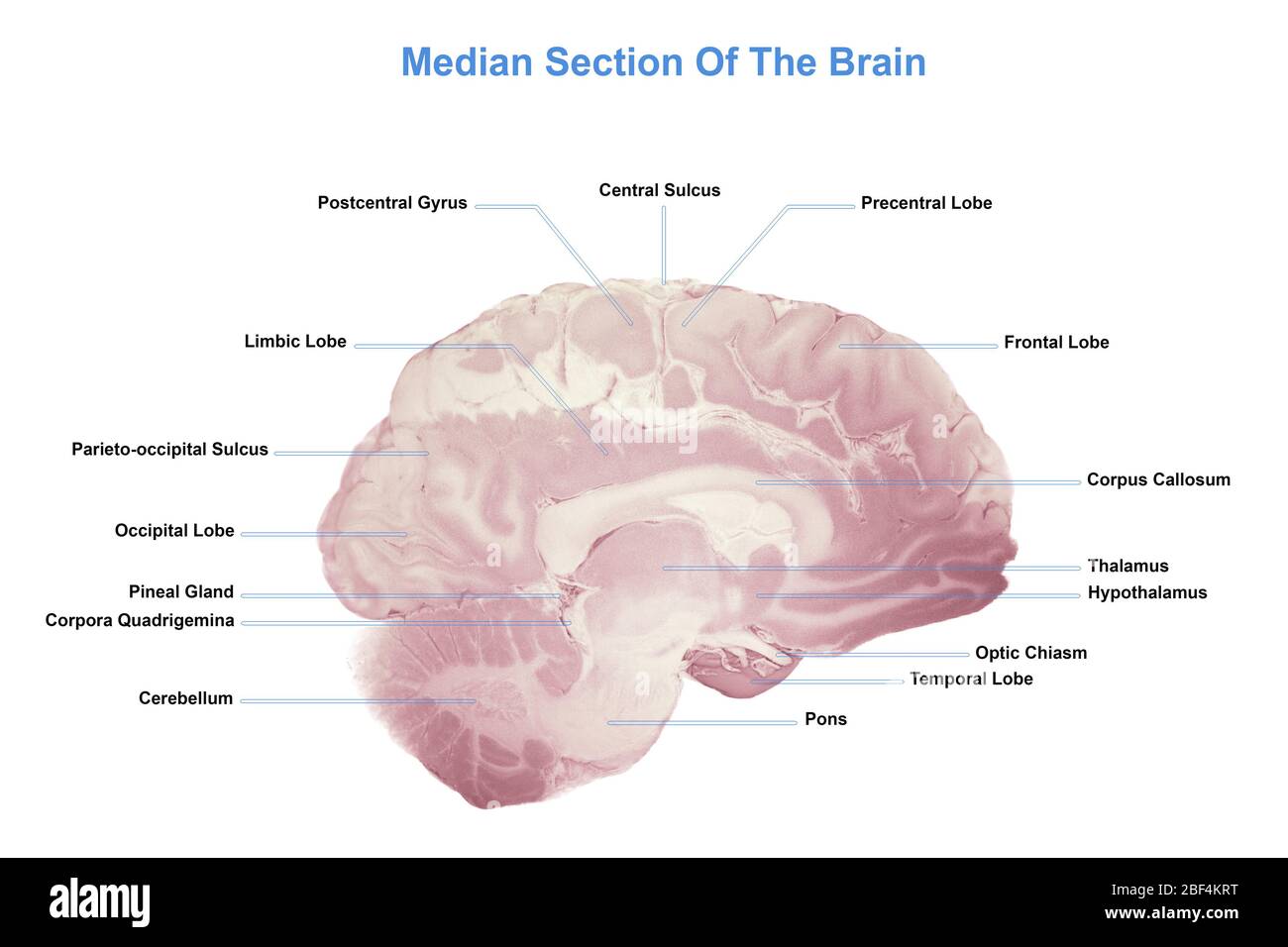 Median Section Of The Brain, Anatomy Of The Human Brain Stock Photo