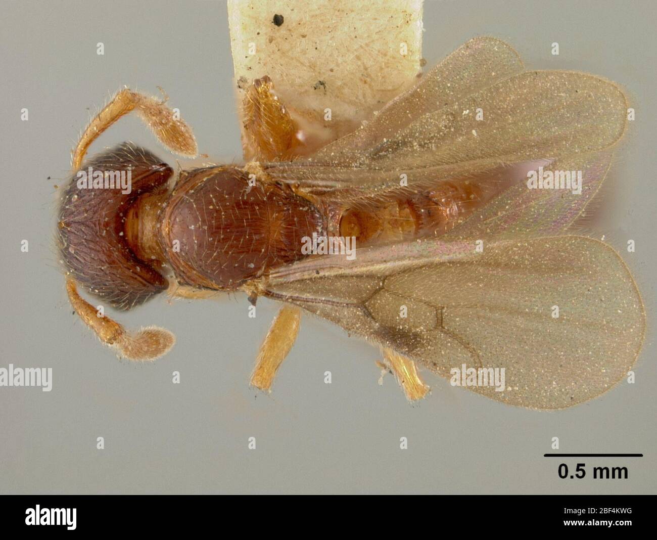 Latreillei hires stock photography and images Alamy