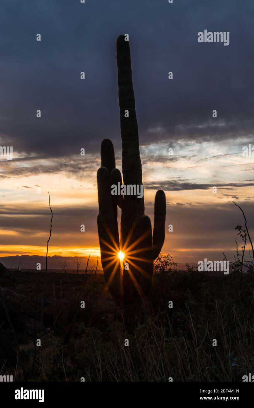 Sunset at the Western Unit of Saguaro National Park Stock Photo
