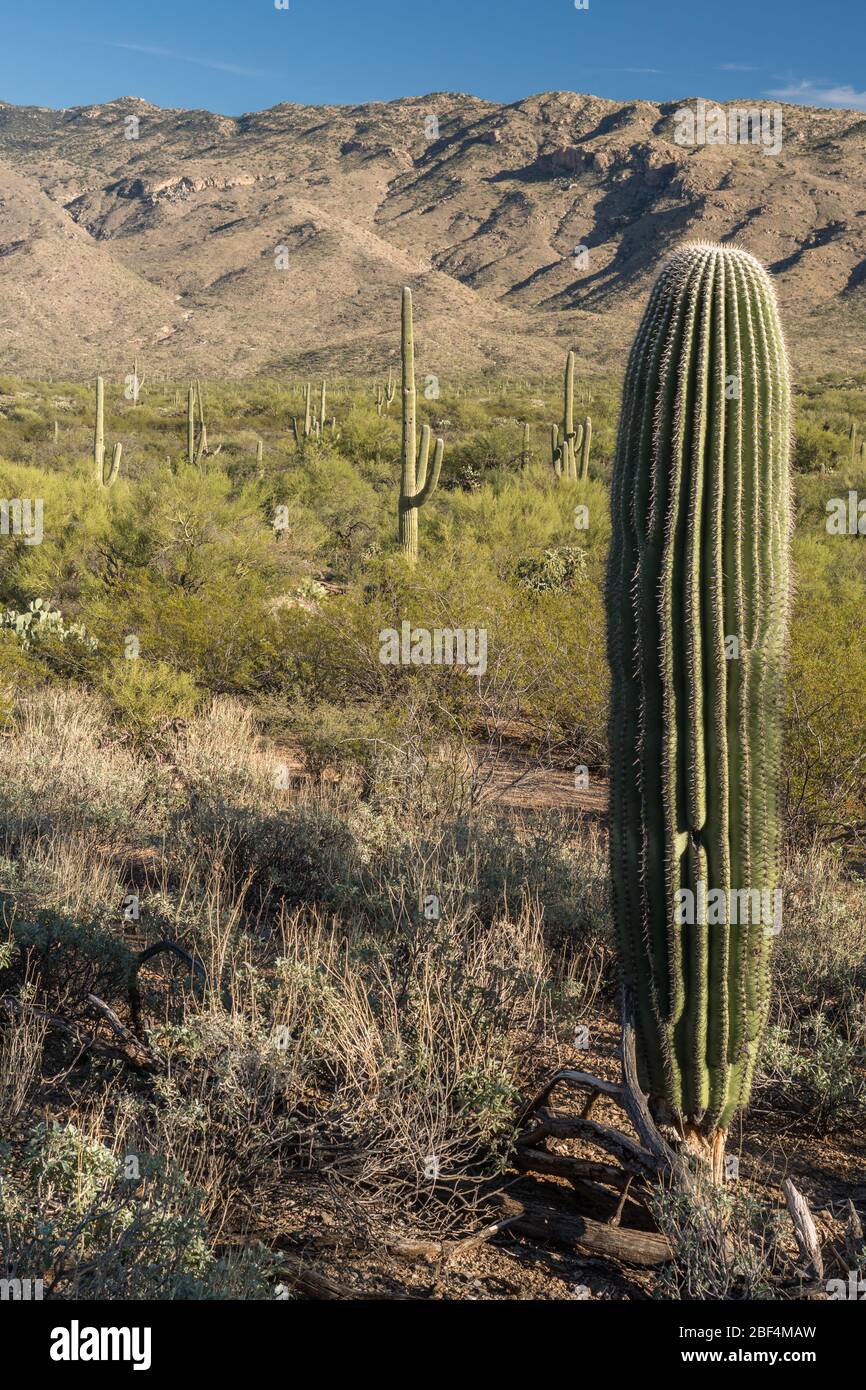 Cactuses in the Eastern Unit of Saguaro National Park Stock Photo