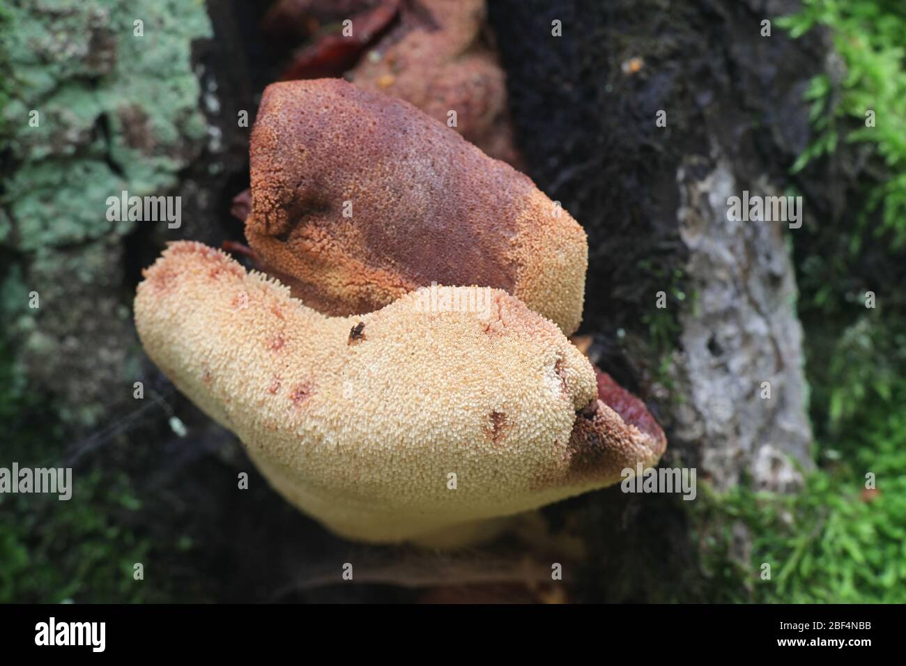 Fistulina hepatica, known as beefsteak fungus, beefsteak polypore, ox tongue and tongue mushroom, growing on oak in Finland Stock Photo