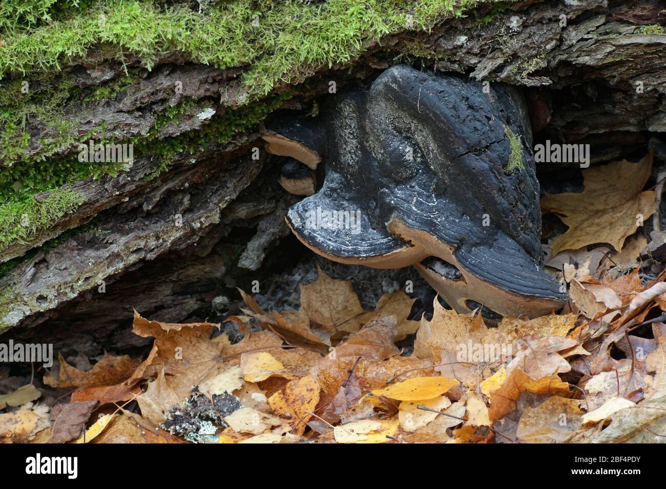 Birch bristle bracket fungus, Phellinus lundellii Stock Photo