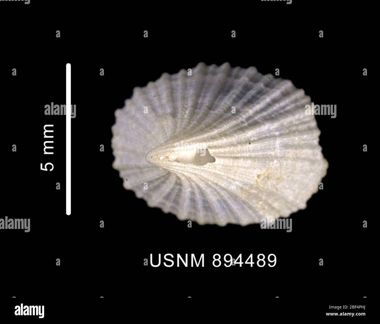 Punctured Spherical Shell Shell species catalog hi-res stock photography and images - Alamy