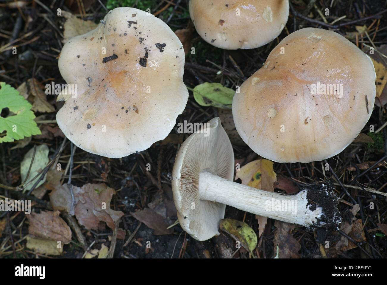 Hebeloma sinapizans, commonly known as the rough-stalked Hebeloma or bitter poisonpie, wild mushroom from Finland Stock Photo