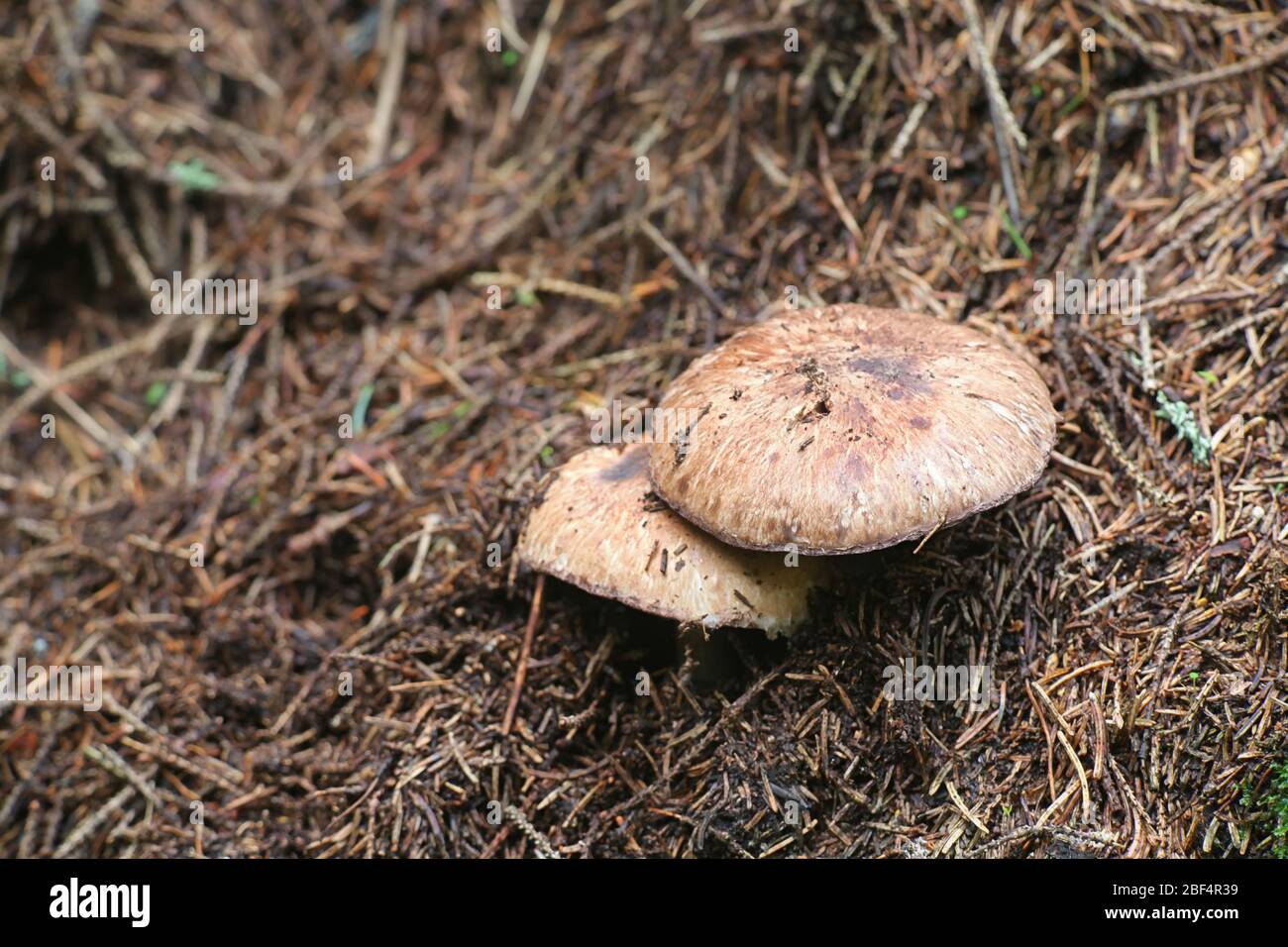 Agaricus silvaticus (Agaricus sylvaticus), known as the scaly wood mushroom, blushing wood mushroom, or pinewood mushroom, wild edible fungus from Fin Stock Photo