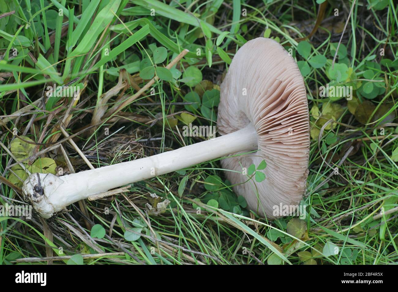 Volvopluteus gloiocephalus, known as the big sheath mushroom, rose-gilled grisette, or stubble rosegill, wild mushrooms from Finland Stock Photo