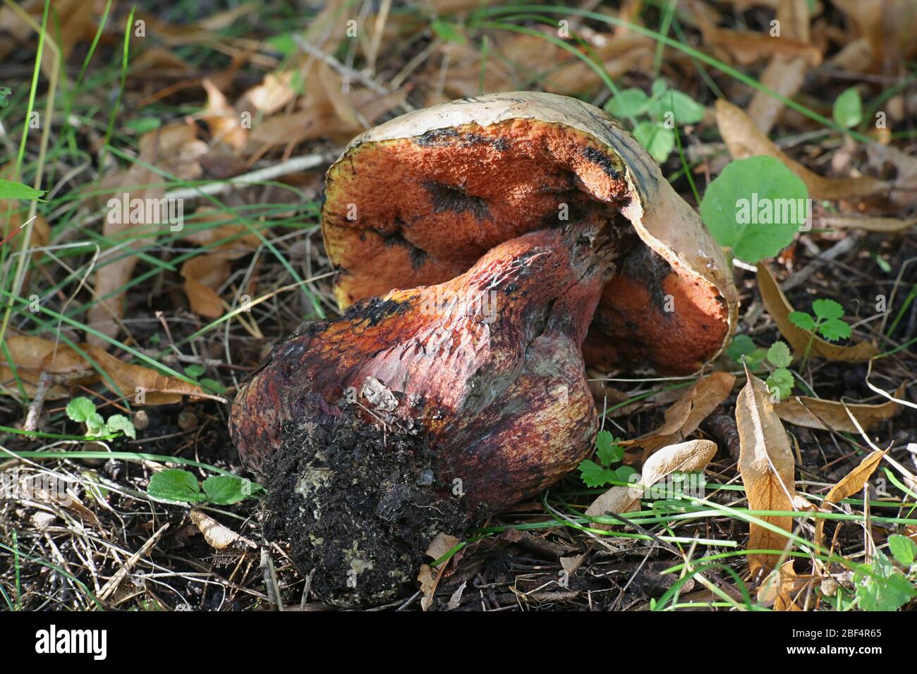 Suillellus luridus (formerly Boletus luridus), commonly known as the