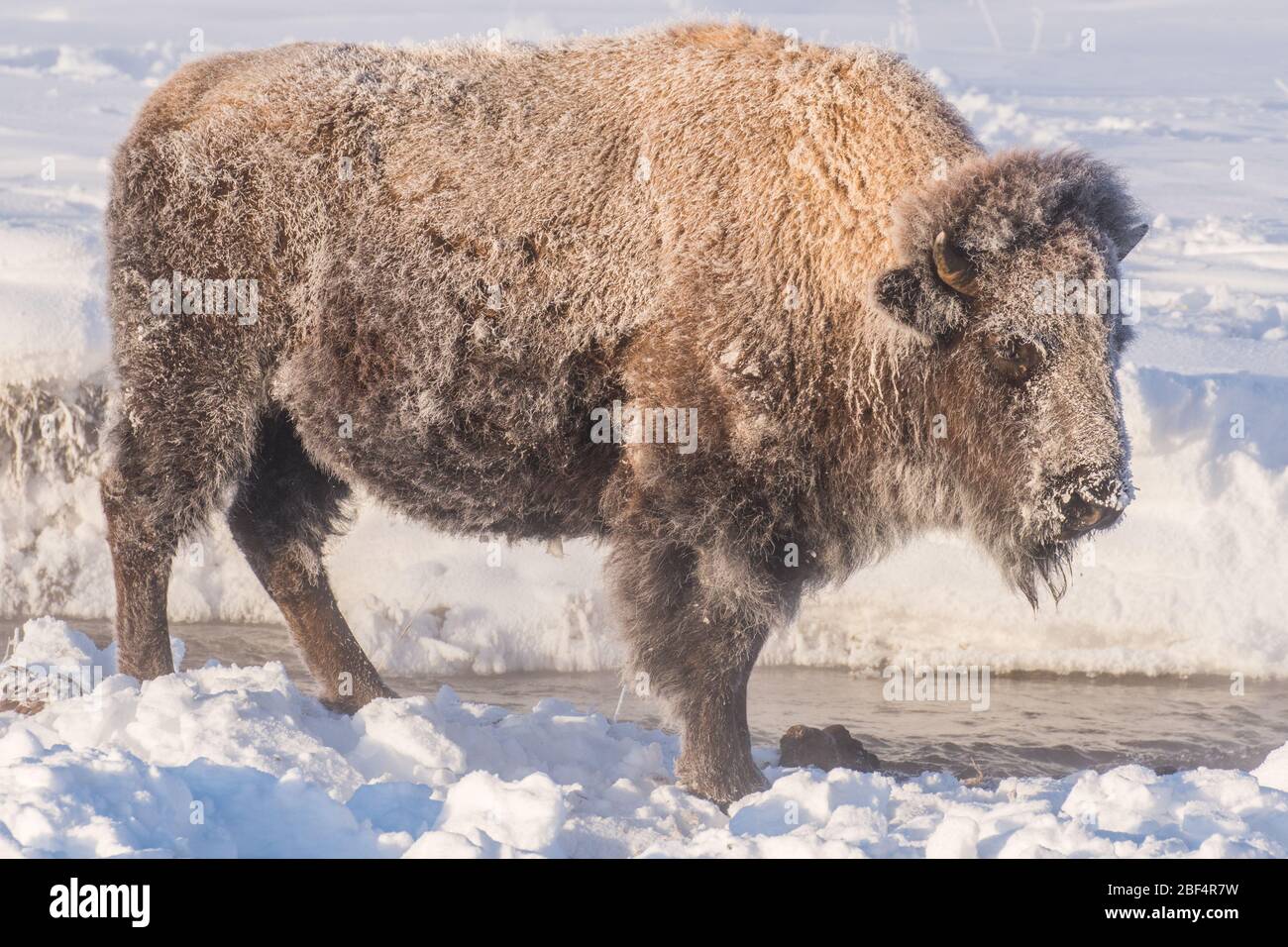 Bison in Yellowstone National Park at -25 F below zero. Stock Photo