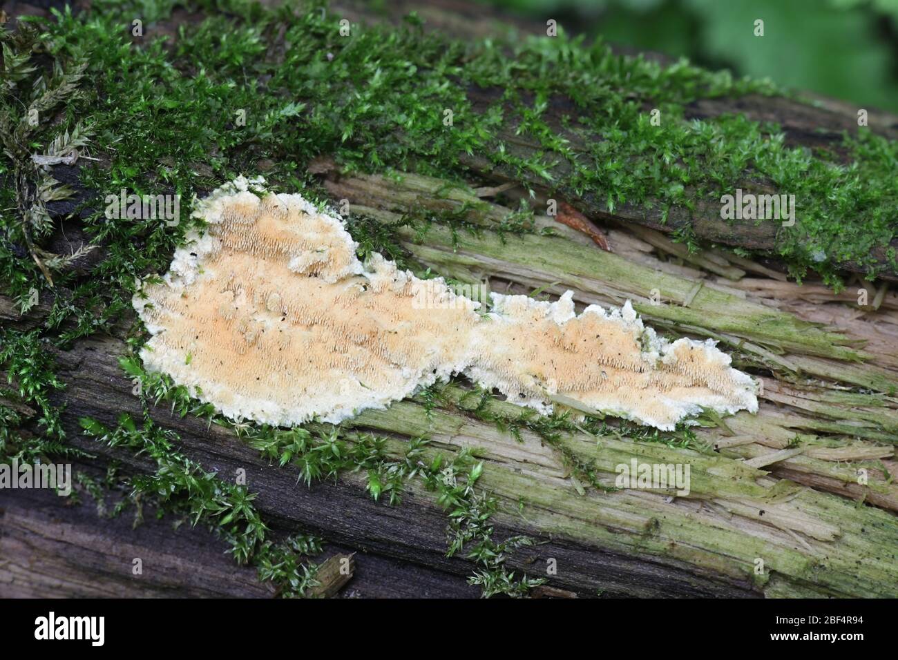 Steccherinum ochraceum, known as ochre spreading tooth, wild fungi from Finland Stock Photo