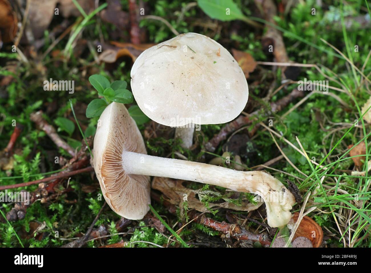 Hebeloma crustuliniforme, known as poison pie or poisonpie, poisonous mushrooms from Finland Stock Photo