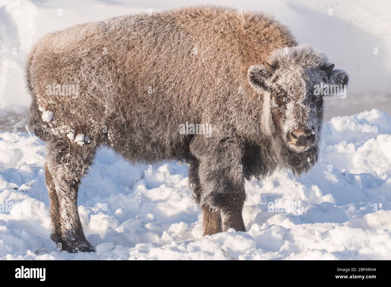 Bison in Yellowstone National Park at -25 F below zero. Stock Photo