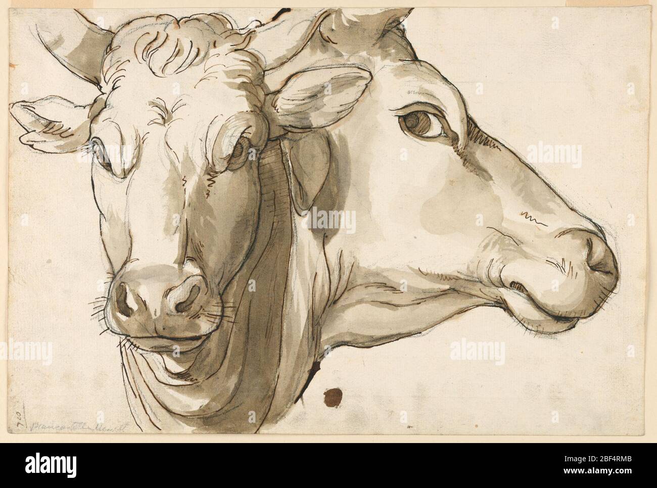 Cow anatomy reference hi-res stock photography and images - Alamy