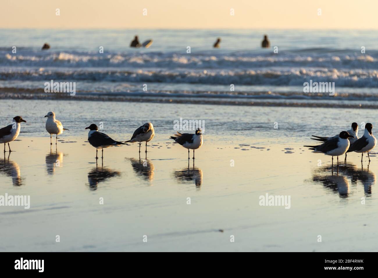 Surfers and seagulls gather at dawn at Jacksonville Beach in Northeast Florida. (USA) Stock Photo