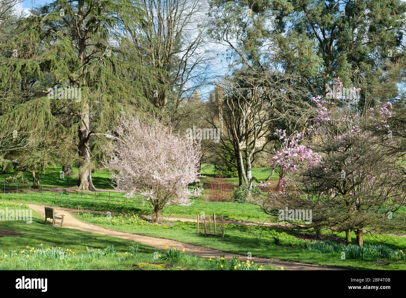 Japanese cherry tree in blossom in Batsford Arboretum, Morton in Marsh, Cotswolds, Gloucestershire, UK Stock Photo