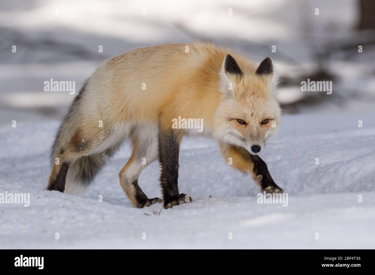 Red fox in Yellowstone National Park. Stock Photo