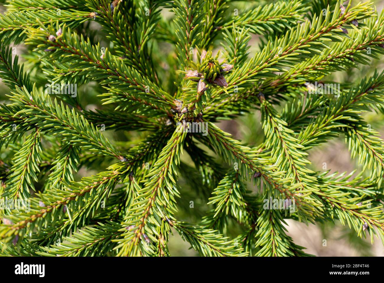 Young Fir Tree High Resolution Stock Photography and Images - Alamy