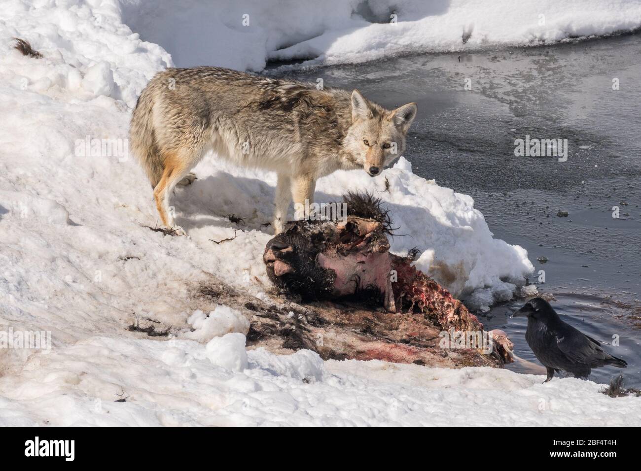 Coyote feeding on a winter killed bison carcass in Yellowstone National Park. Stock Photo
