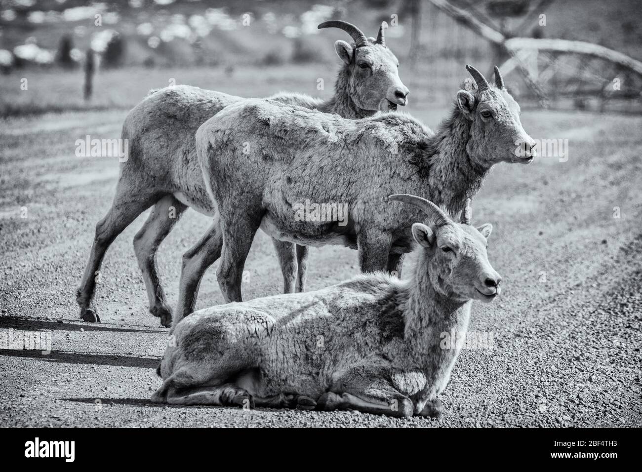 Three bighorn sheep in the road in the far North of Yellowstone National Park. Stock Photo