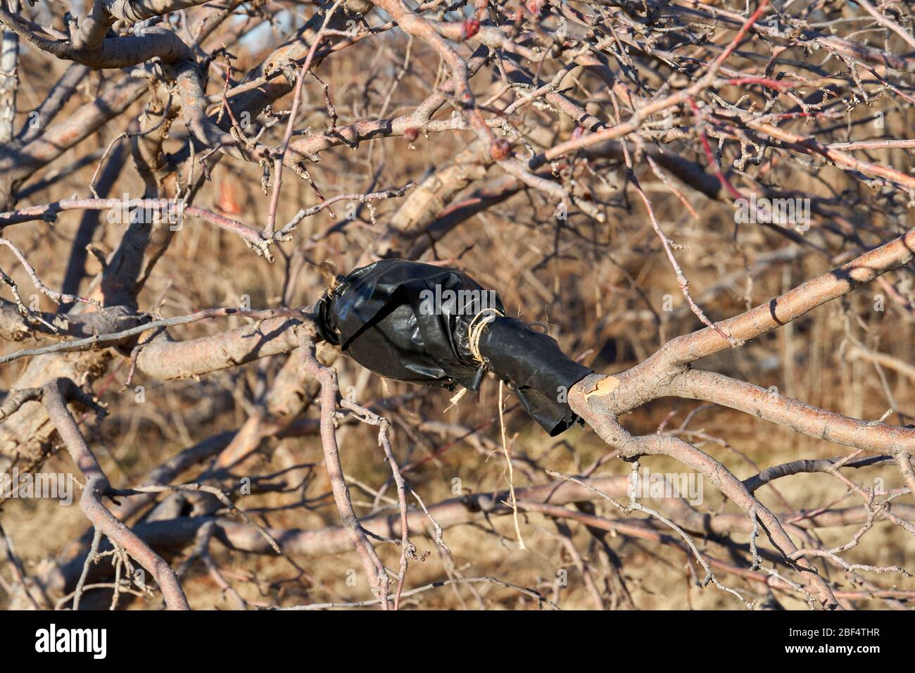 Picture of tree graft on branch using black plastic in Texas Stock Photo