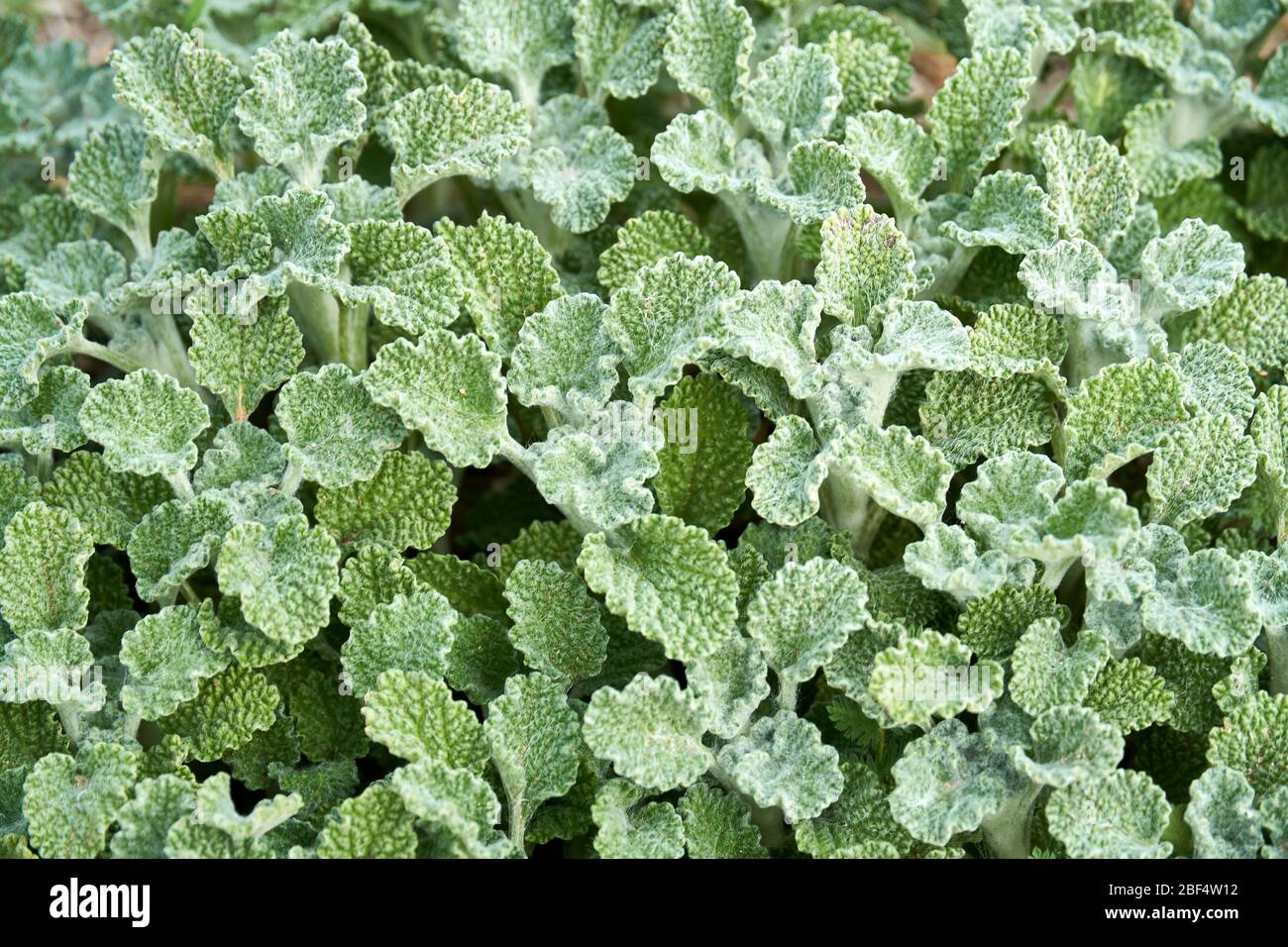Close-up Macro of Horehound plant growing in Texas. Green background pattern Stock Photo
