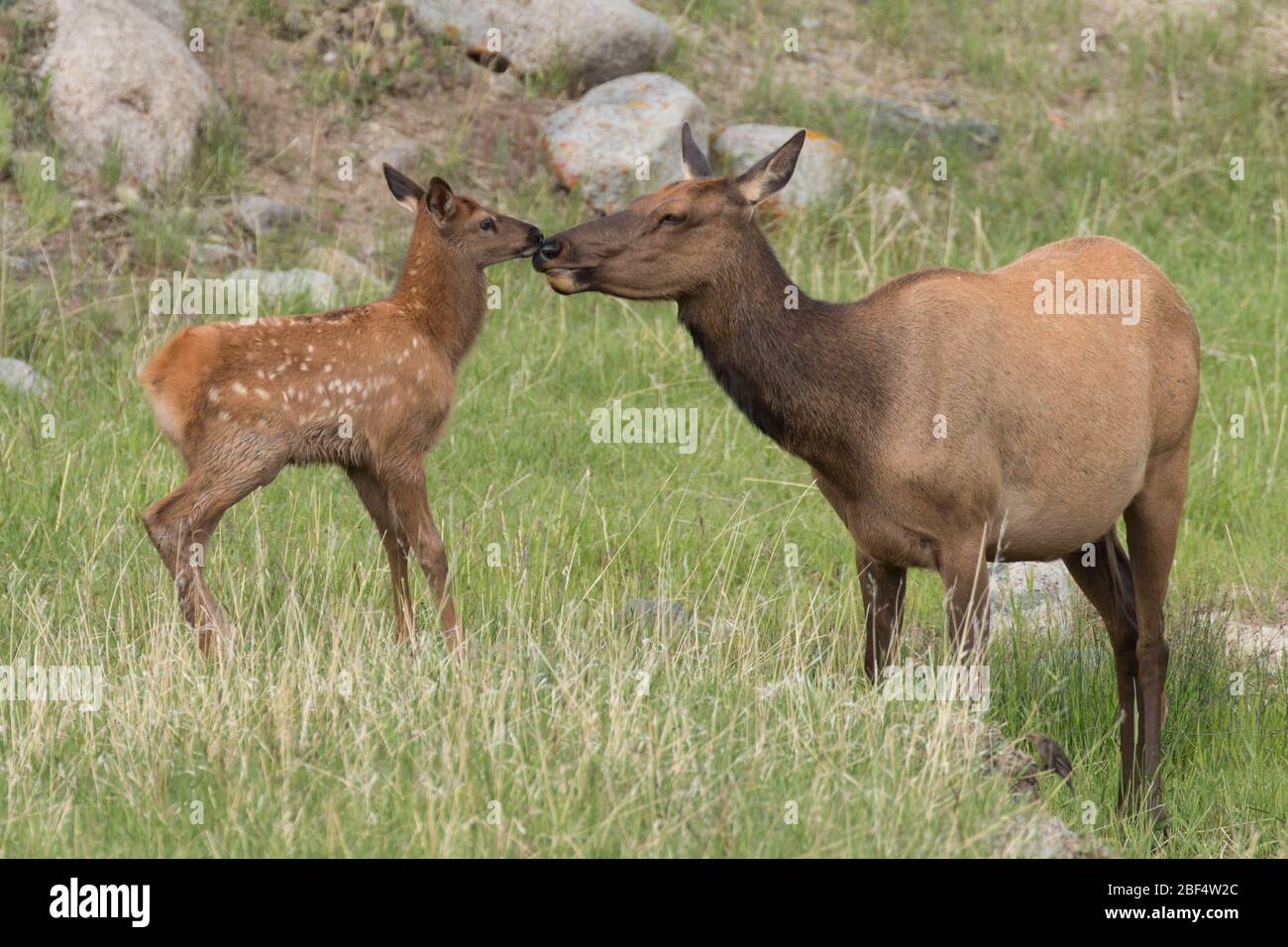 Elk calf and mother nuzzle in Yellowstone National Park. Stock Photo