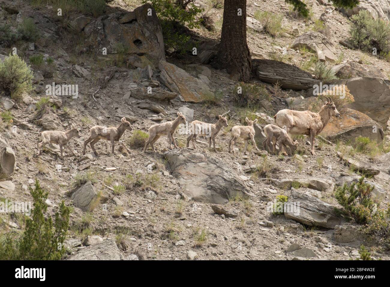 A line of bighorn lambs traverses a steep hillside in Yellowstone National Park. Stock Photo