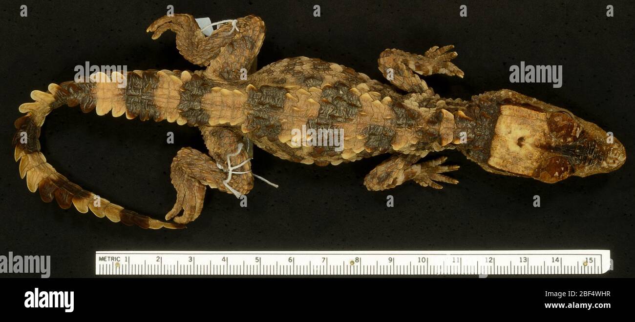 Paleosuchus palpebrosus. 5 Nov 20171 Stock Photo Alamy