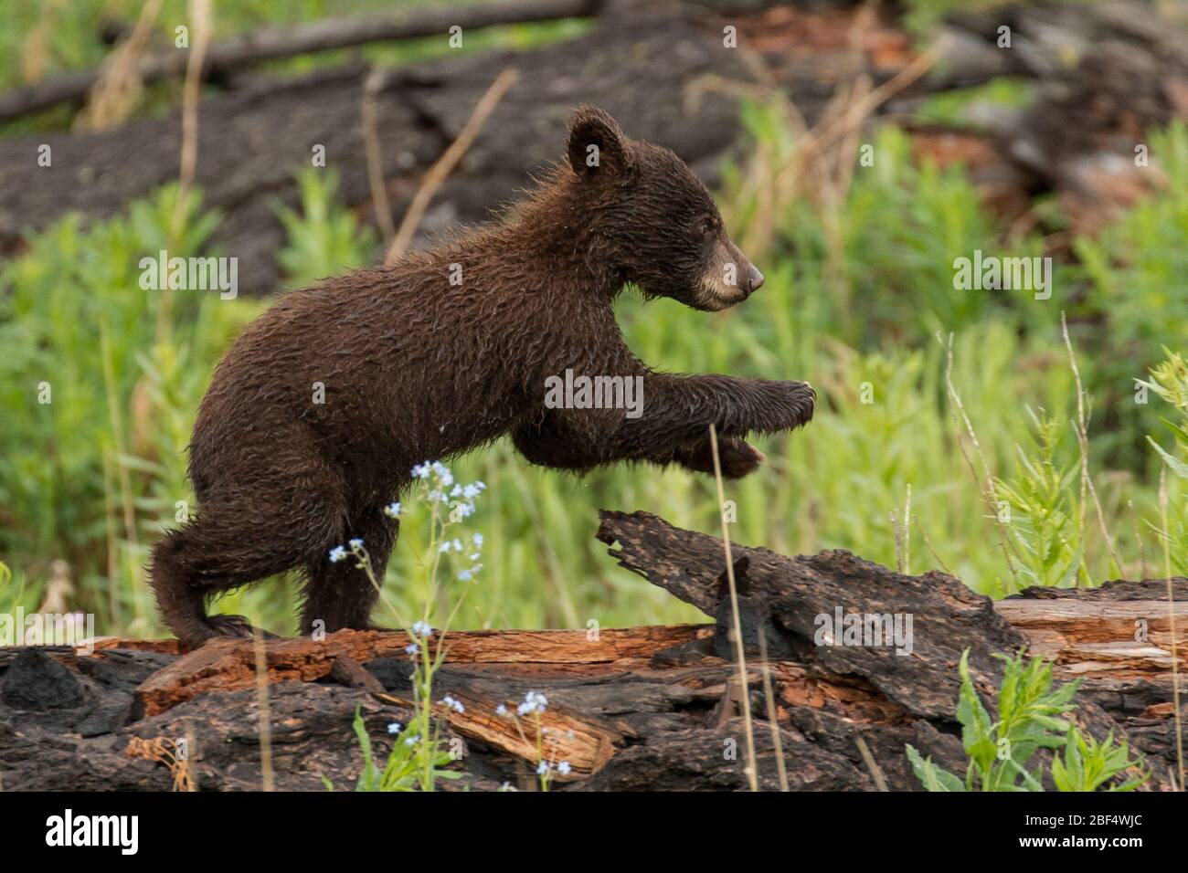 Cinnamon Black Bear Cub in Yellowstone National Park. Stock Photo