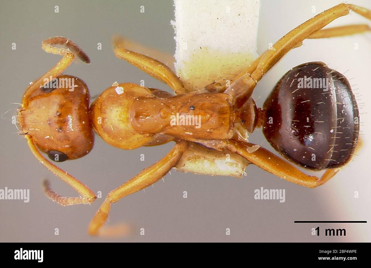 Formica manni. 28 Dec 20163 Stock Photo Alamy