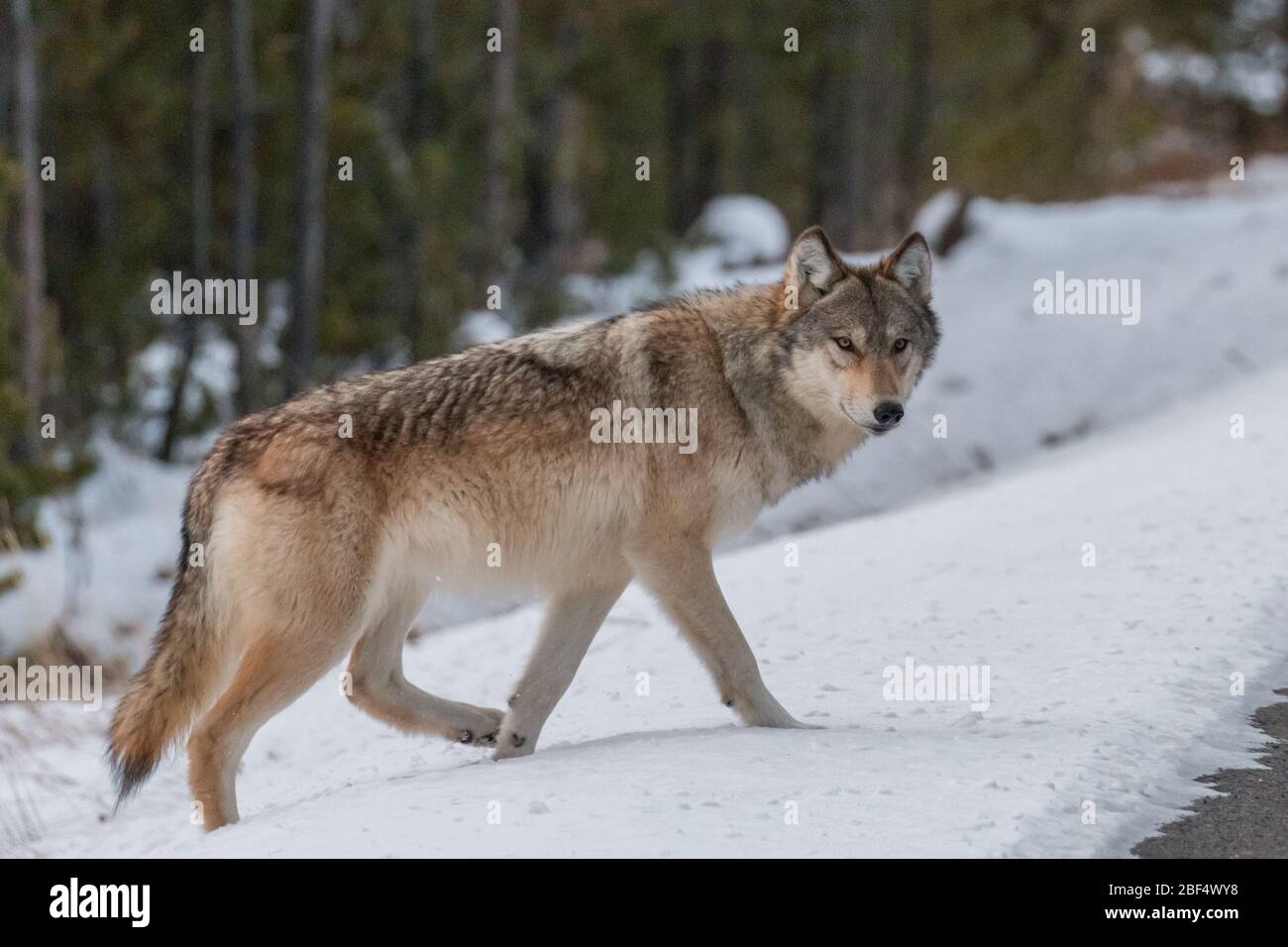 Grey wolf from the Wapiti Lake Pack getting ready to cross the road in Yellowstone National Park. Stock Photo