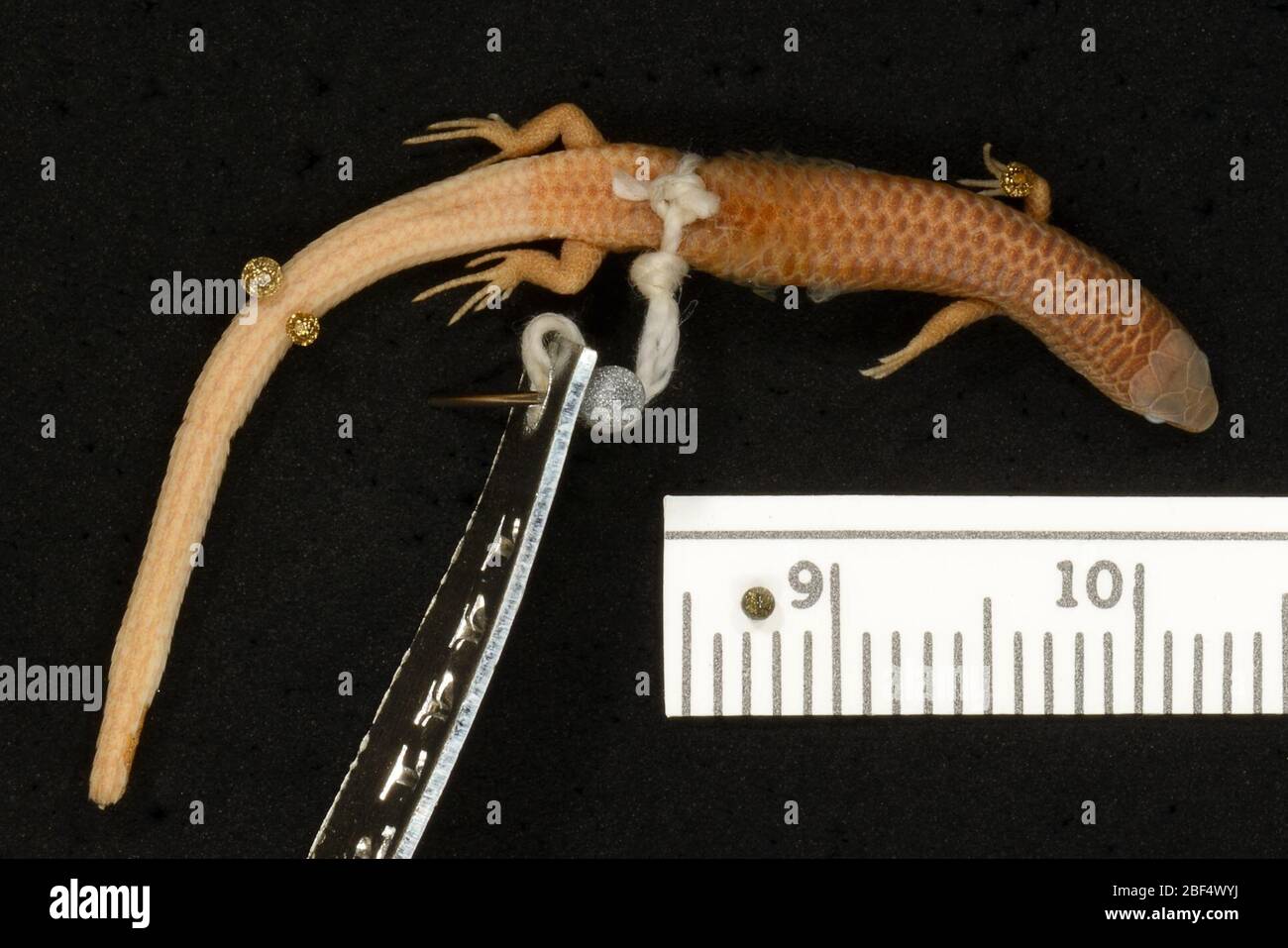 Gymnophthalmus speciosus. 2 Oct 20181 Stock Photo Alamy