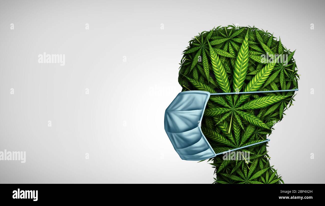 Marijuana medicine concept and cannabis medication as a human face made of weed leaves wearing a surgical mask as a symbol for medicinal treatment. Stock Photo