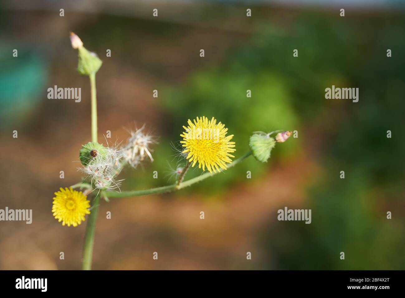 Close-up Macro of Yellow flower and buds of Spiny Sow Thistle (Sonchus asper) plant growing in Texas Stock Photo
