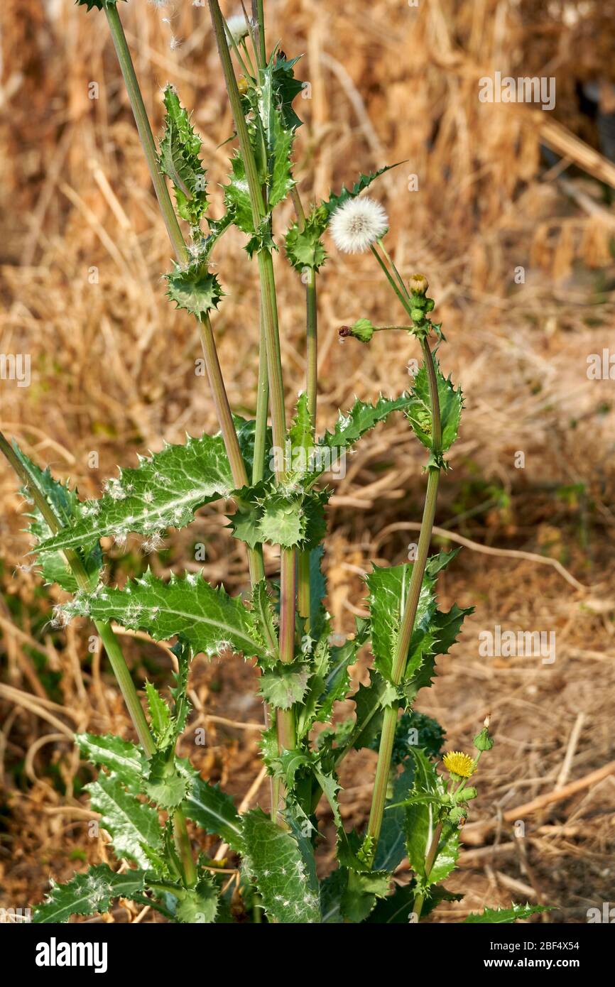 Spiny Sow Thistle (Sonchus asper) plant growing in Texas Stock Photo