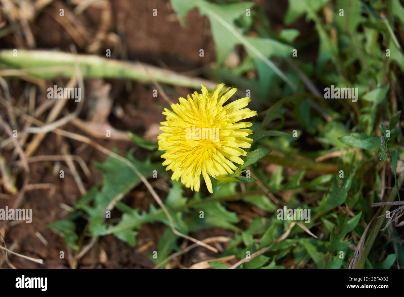 Close-up Macro of Yellow flower of Spiny Sow Thistle (Sonchus asper) plant growing in Texas Stock Photo