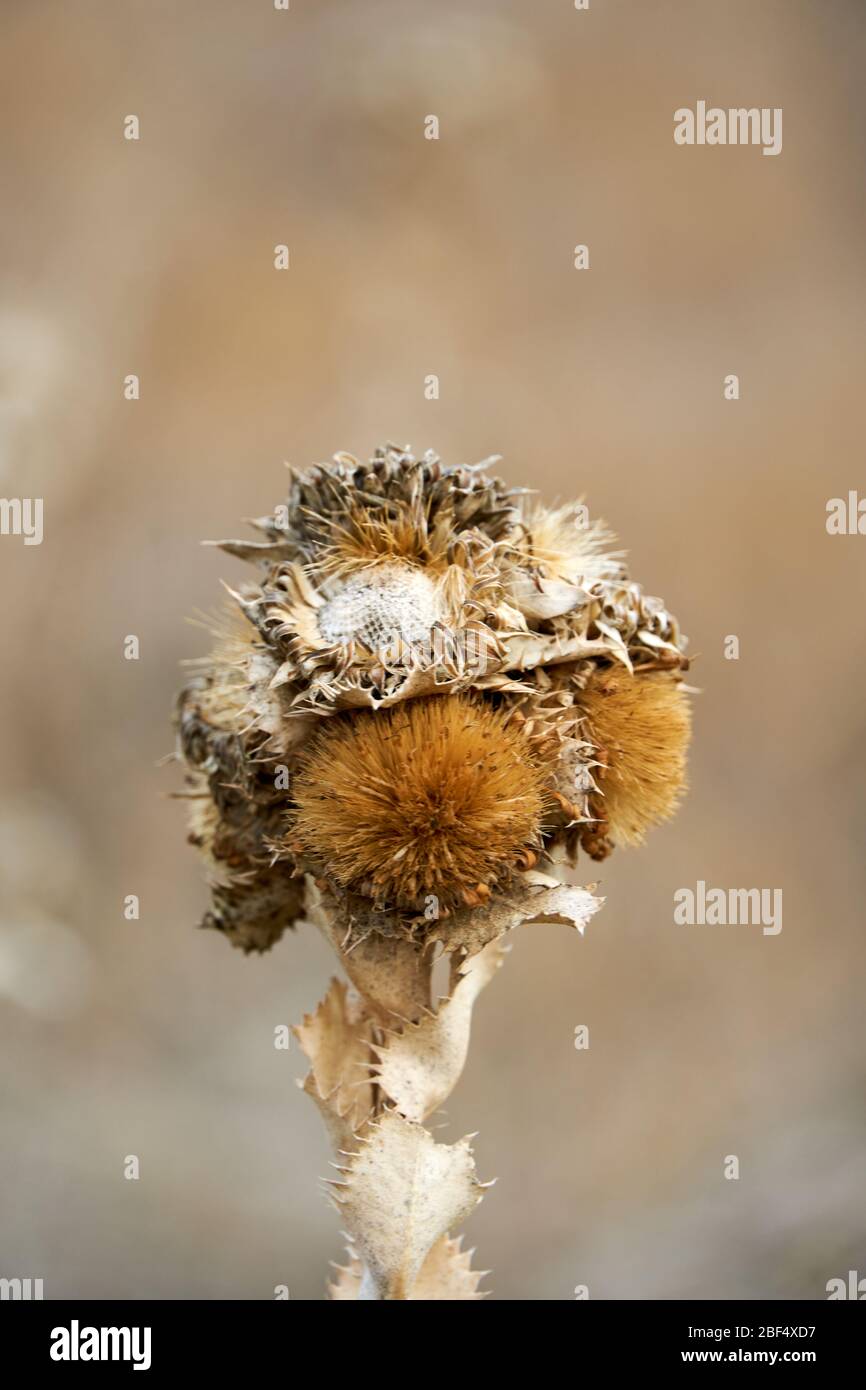 Close up image of dry brown Curlycup Gumweed (Grindelia squarrosa) flower. Wintertime in Texas Stock Photo