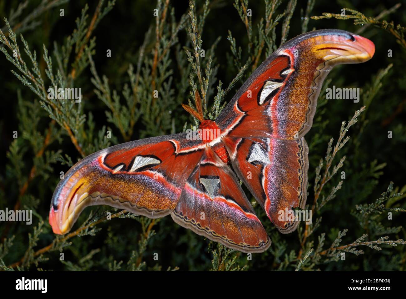 Atlas Moth - Attacus atlas, beautiful large iconic moth from Asian forests and woodlands, Borneo, Indonesia. Stock Photo