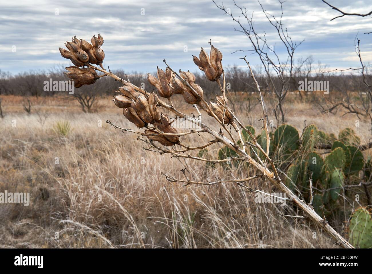 Dry brown Yucca Plant blooms against winter desert landscape. Texas Stock Photo