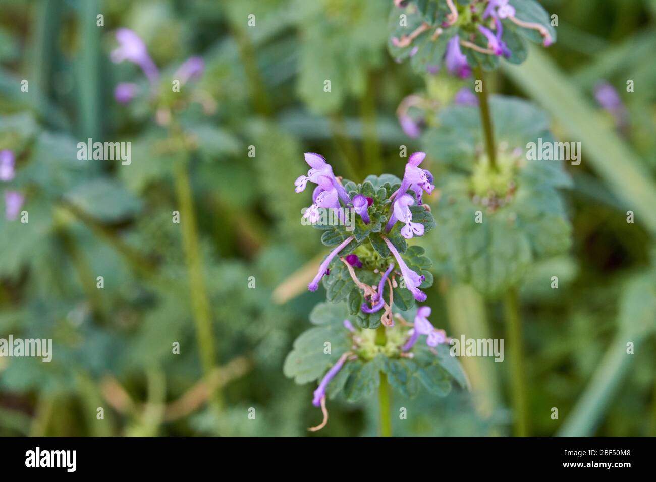 Close-up Macro of Purple Flowers on Henbit (Lamium amplexicaule) Plant in Texas. Stock Photo