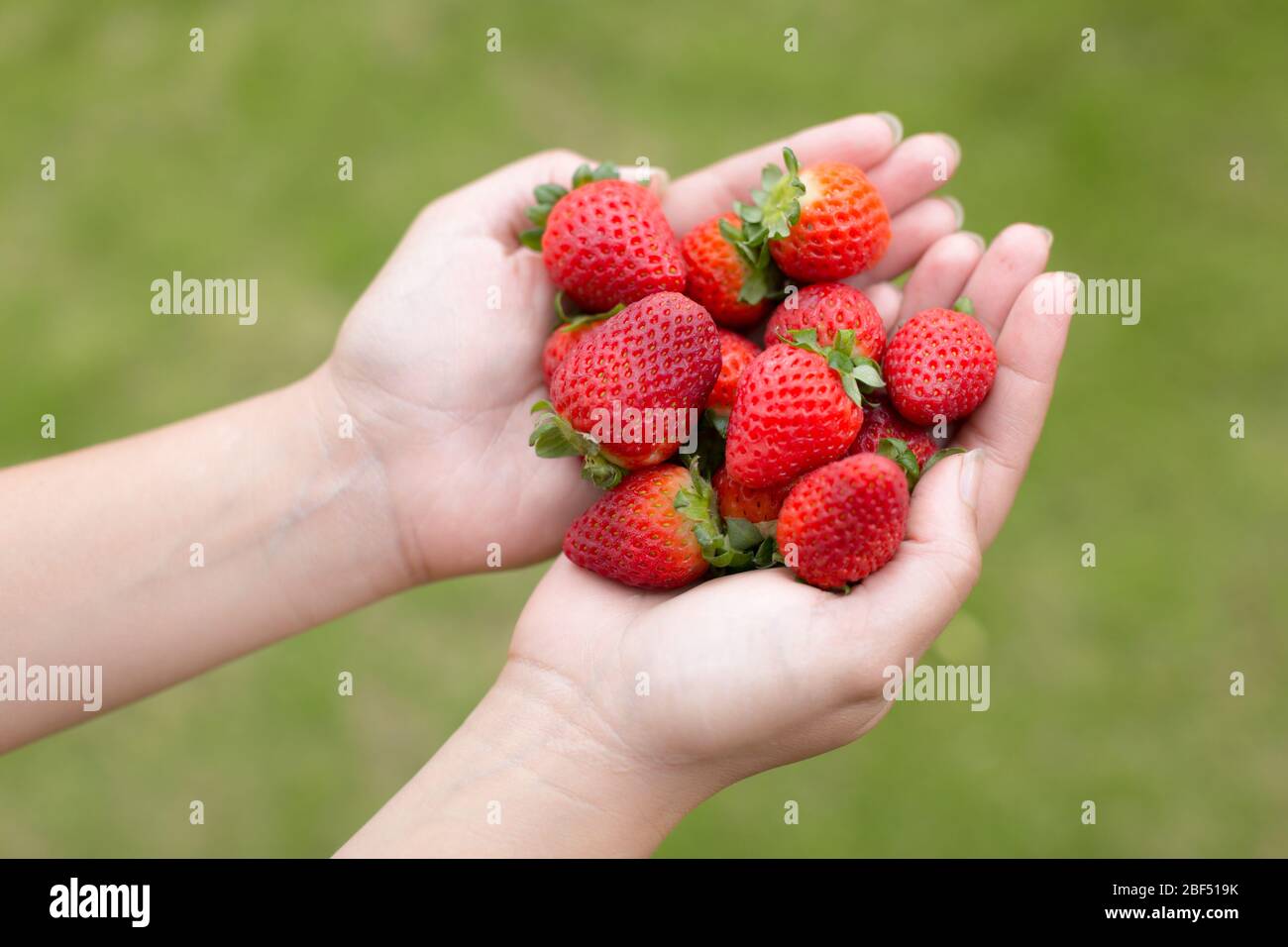Close up of a woman's hands holding strawberries in the garden Stock ...