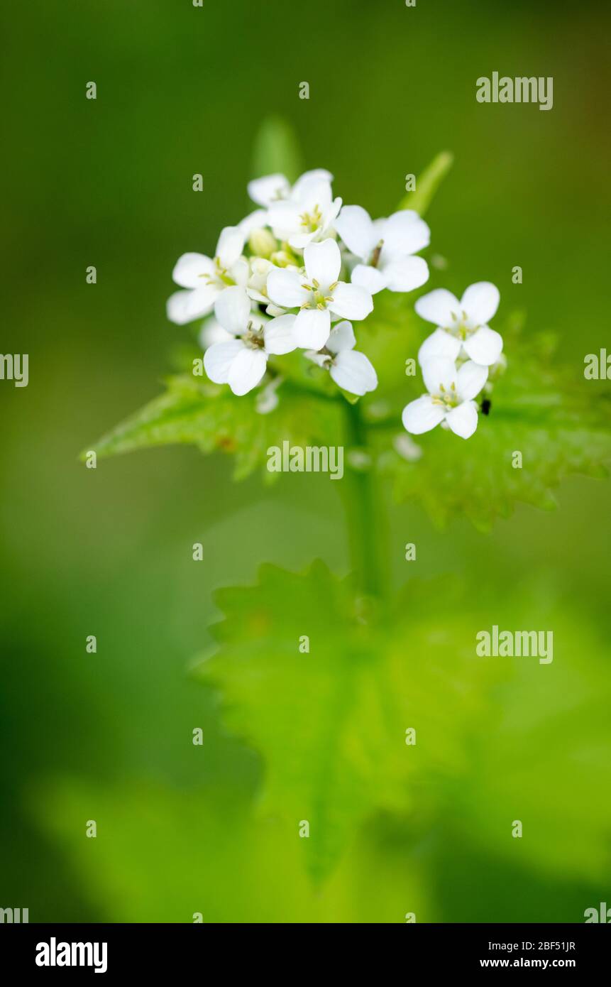 Alliaria petiolata, known as garlic mustard, flowers in a meadow during springtime in the countryside in Germany, Western Europe Stock Photo