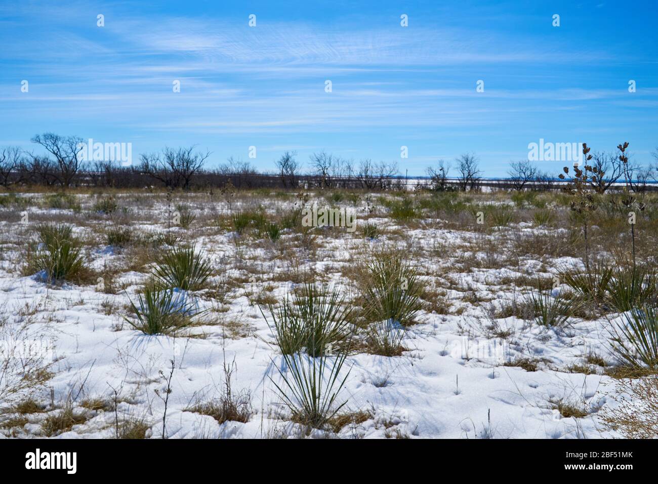 Snow covered desert landscape with Yucca plants in Texas Stock Photo