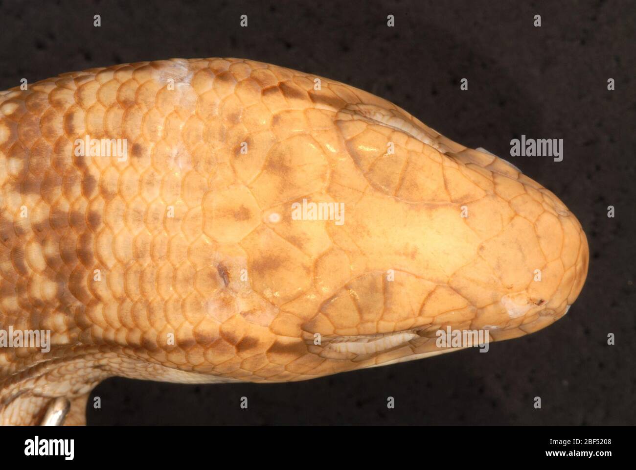 Diploglossus monotropis hires stock photography and images Alamy