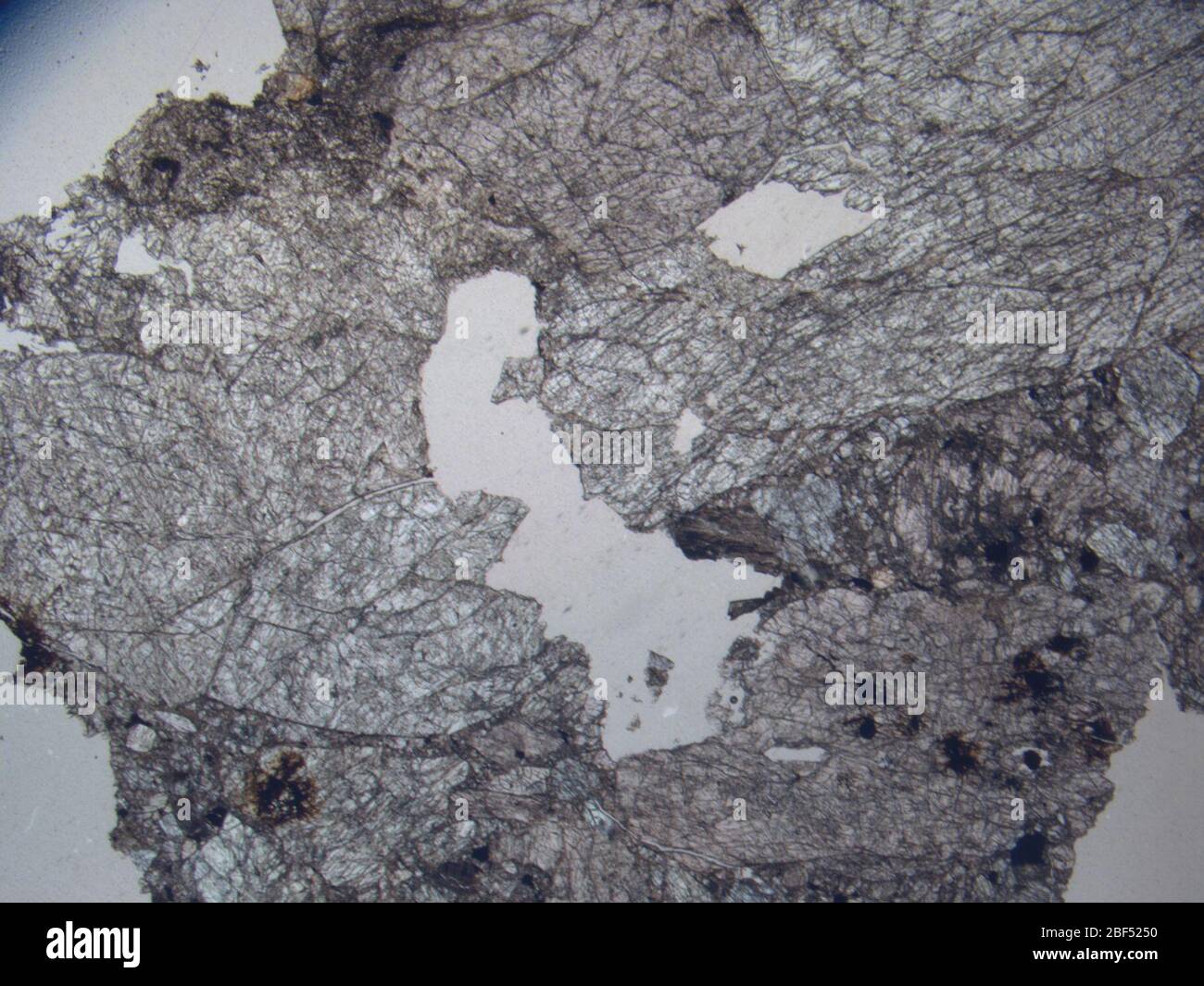 Micrograph of LAP 03780,2 meteorite under plane-polarized light at 1 ...